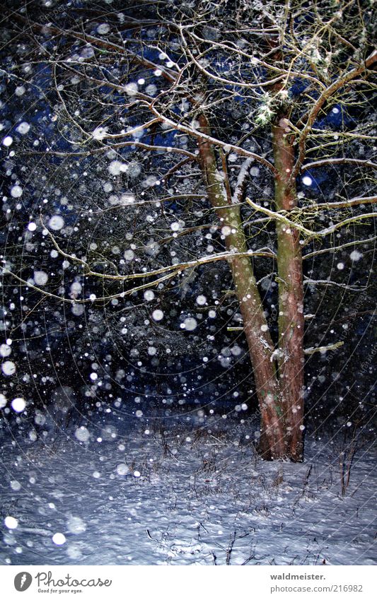Weihnachtswald Natur Schnee Schneefall Baum Wald blau braun ruhig Schneeflocke Kiefer Farbfoto mehrfarbig Außenaufnahme Abend Nacht Blitzlichtaufnahme Unschärfe