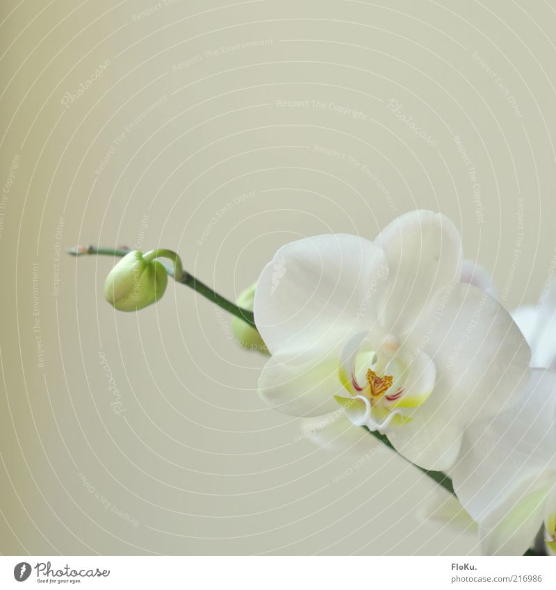 Mädchen-Orchideen-Foto Pflanze Blume Blüte Topfpflanze ästhetisch Freundlichkeit hell schön Fröhlichkeit Zufriedenheit Frühlingsgefühle Orchideenblüte