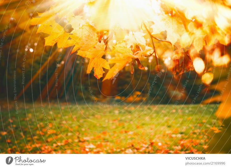 Herbst Natur Hintergrund mit Laub und Sonnenschein Lifestyle Garten Pflanze Schönes Wetter Baum Gras Park gelb Hintergrundbild Blatt Rasen Außenaufnahme