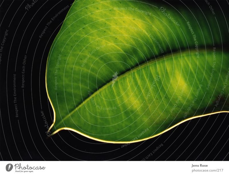 blatt Blatt grün Licht Photosynthese Pflanze Natur Bioprodukte Makroaufnahme