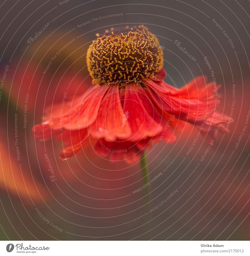 Die Tänzerin Stil Design einrichten Dekoration & Verzierung Tapete Bild Poster Leinwand Natur Pflanze Sommer Herbst Blume Blüte Sonnenbraut Sonnenblume Helenium