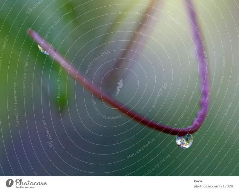 Tropfen elegant schön Natur Wassertropfen Frühling Herbst Stengel Bogen hängen Flüssigkeit nass grün violett rosa Optimismus Reinheit einzigartig rein Farbfoto