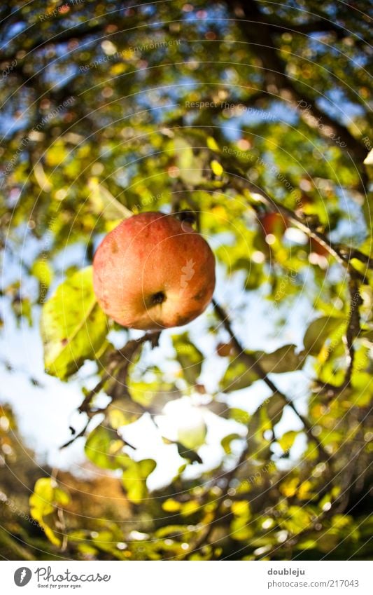 ein apfel fällt nicht weit vom stamm Apfel rot Gesundheit Vitamin Natur natürlich Wachstum ökologisch hängend Baum Apfelbaum Herbst Jahreszeiten Himmel Oktober