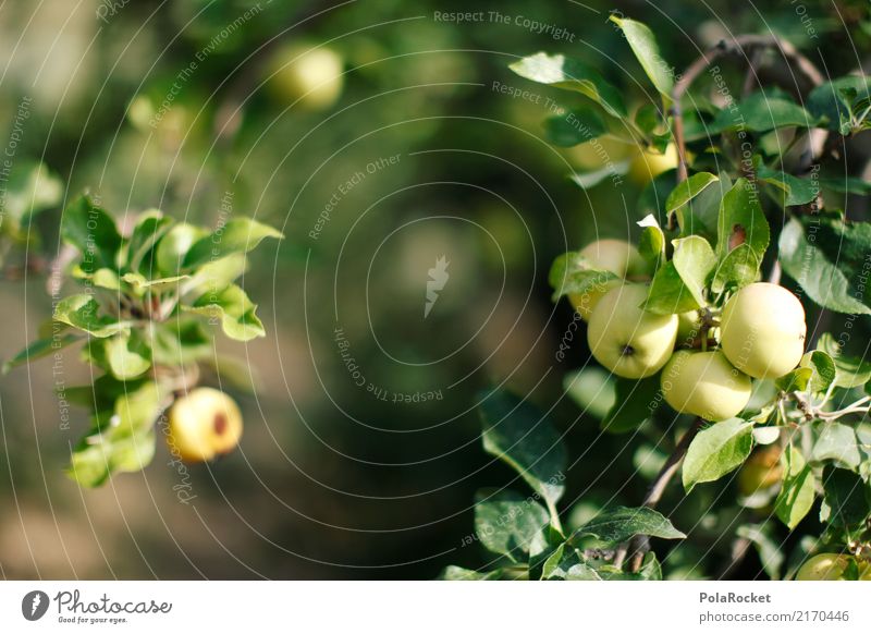 #A# Apfelernte Umwelt Natur ästhetisch Apfelbaum Apfel der Erkenntnis Apfelsaft Apfelkuchen Apfelschale Apfelkompott grün Farbfoto mehrfarbig Außenaufnahme