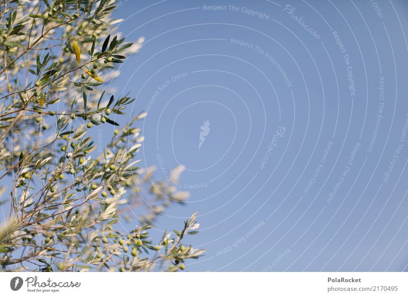 #A# olivfarbener Himmel Natur ästhetisch Oliven Olivenbaum Olivenhain Olivenblatt Olivenernte mediterran grün blau Italien Farbfoto Außenaufnahme Experiment