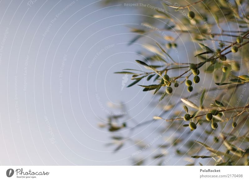 #A# Oliven im Chianti Natur ästhetisch Olivenbaum Olivenöl Olivenhain Olivenblatt Olivenernte mediterran Himmel grün Italien Sommerurlaub dezent Farbfoto