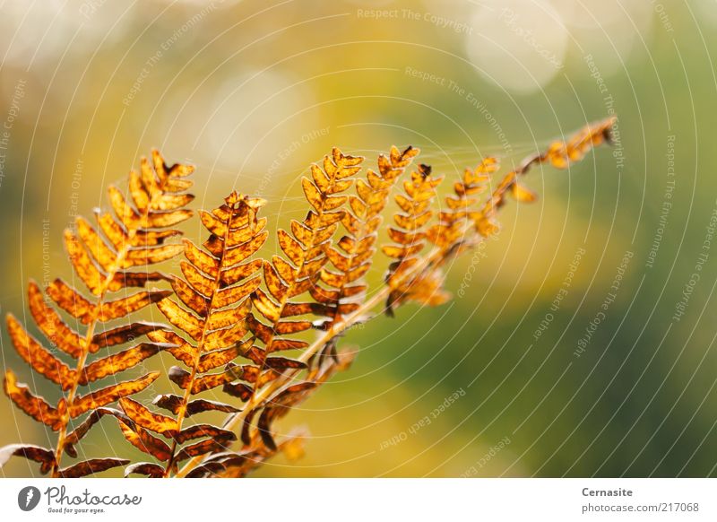 Herbst Bokeh Umwelt Natur Pflanze Schönes Wetter Farn ästhetisch authentisch dünn eckig einfach schön einzigartig nah natürlich trocken wild mehrfarbig gold