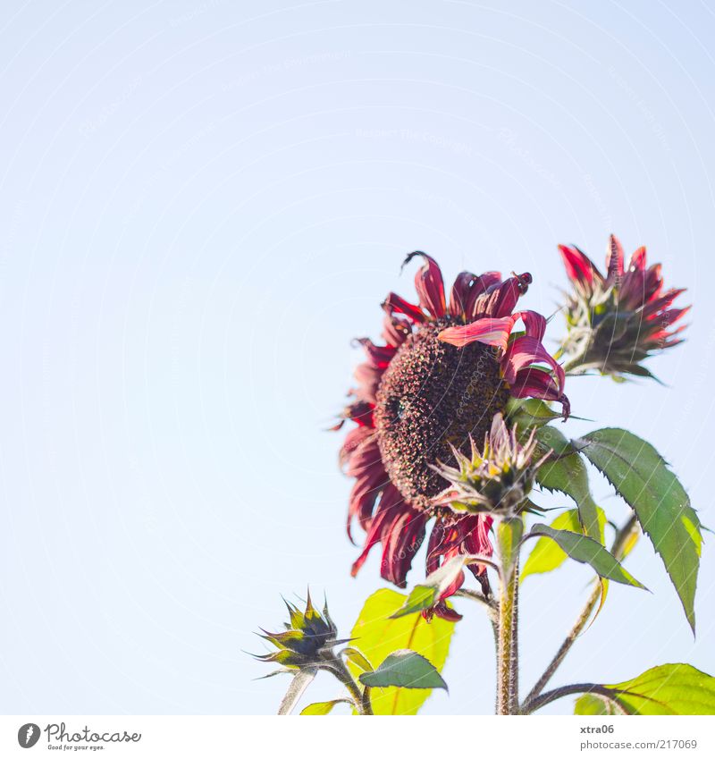 noch ein wenig sonne Umwelt Natur Pflanze Sonnenlicht Blume Blatt Blüte hell Sonnenblume Farbfoto Außenaufnahme Textfreiraum links Textfreiraum oben