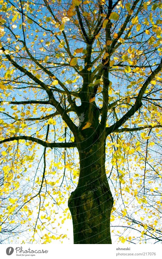 Neon Golden Natur Pflanze Wolkenloser Himmel Herbst Baum Blatt Zweige u. Äste Ast Baumstamm hell Optimismus Hoffnung Leben Farbfoto mehrfarbig Sonnenlicht