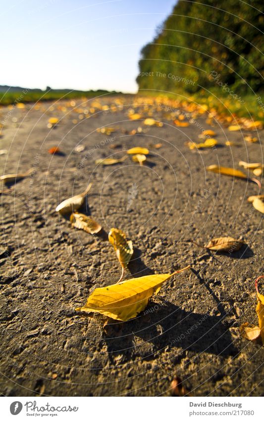 Herbst-Perspektive eines Zwerges Natur Landschaft Pflanze Erde Schönes Wetter Baum Blatt braun gelb grün Herbstlaub herbstlich liegen Herbstfärbung Hochformat