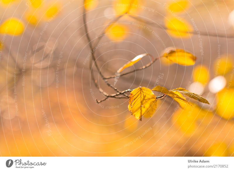 Herbst Design einrichten Dekoration & Verzierung Tapete Bild Poster Natur Pflanze Sonne Baum Blatt Buchenblatt Ast Wald glänzend leuchten Warmherzigkeit weich