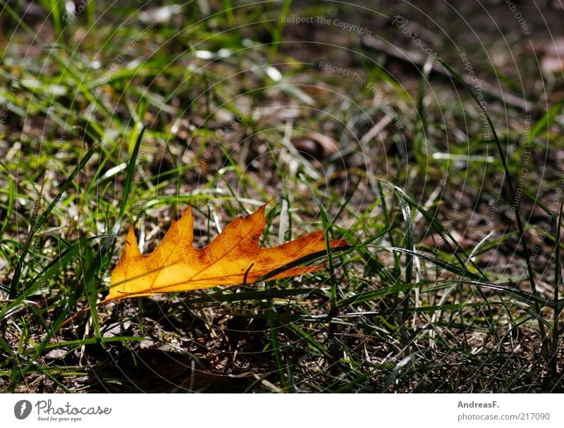 Herbst eben Umwelt Natur Pflanze Gras Blatt Eiche Eichenblatt Herbstlaub orange Herbstfärbung einzeln Farbfoto Detailaufnahme Textfreiraum rechts