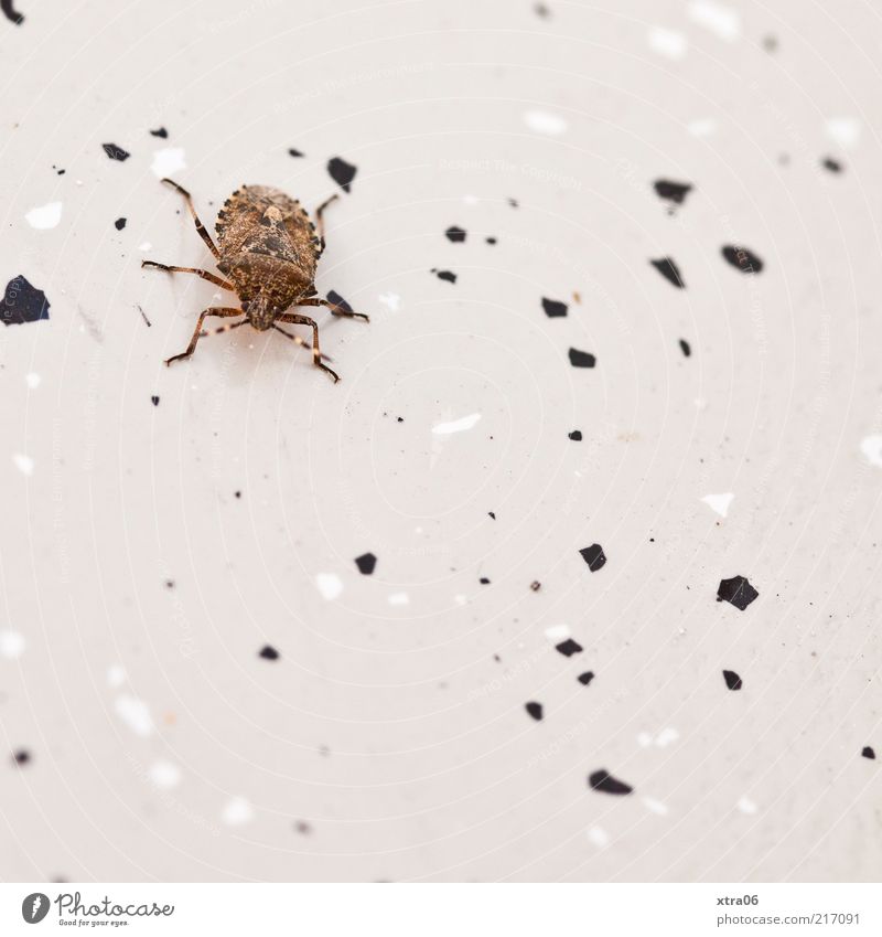 letztens auf unserem balkon Tier 1 Käfer Insekt Boden Farbfoto Außenaufnahme Nahaufnahme Detailaufnahme Textfreiraum unten krabbeln