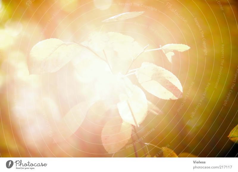 Lichteinfall Pflanze Sonnenlicht Herbst Blatt leuchten hell Wärme braun gelb gold Überbelichtung Farbfoto Außenaufnahme Nahaufnahme Reflexion & Spiegelung