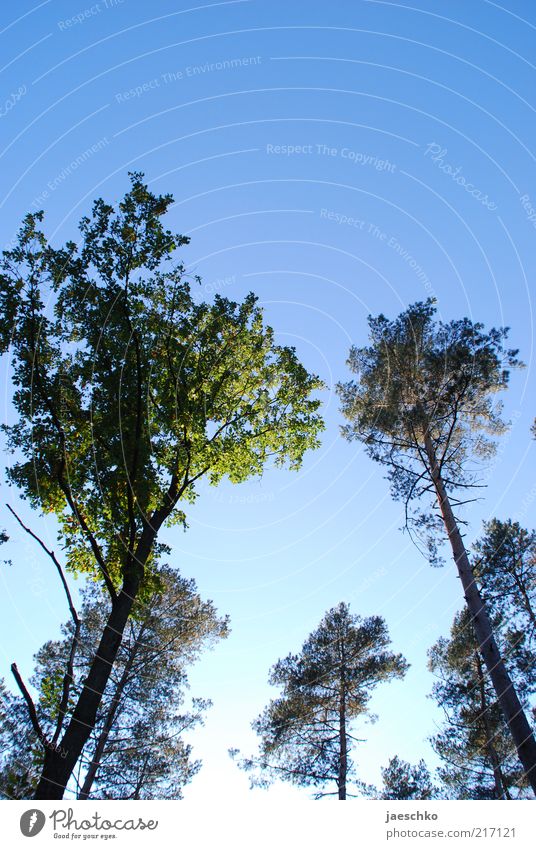 Wipfeltreffen Umwelt Natur Wolkenloser Himmel Schönes Wetter Baum Wald blau grün Waldsterben Baumkrone groß hoch gigantisch Waldlichtung Baumsterben