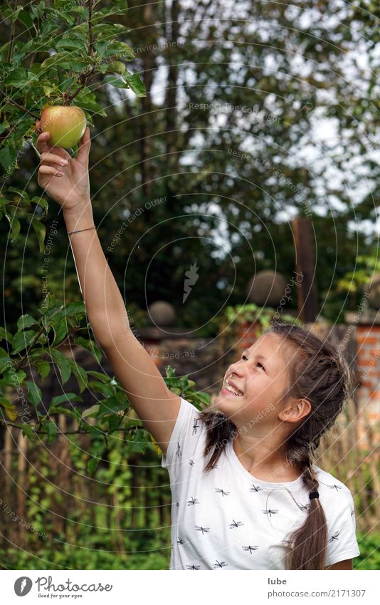 Apfelernte 3 Lebensmittel Ernährung Erntedankfest Landwirtschaft Forstwirtschaft Mädchen Umwelt Natur Herbst natürlich Glück Frucht Obstbaum pflücken Farbfoto