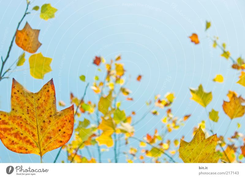 Frisch in den Herbst...(VII) Umwelt Natur Pflanze Wolkenloser Himmel Schönes Wetter Blatt hängen leuchten blau mehrfarbig gelb gold rot Vergänglichkeit