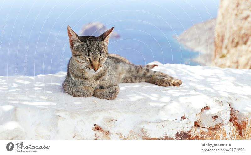 Chiller in Griechenland Landschaft Wasser Himmel Schönes Wetter Meer Insel Tier Katze Tiergesicht Pfote 1 schlafen ästhetisch Zufriedenheit getigert fell cat