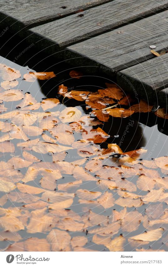 Sommer - ins Wasser gefallen Herbst Wetter See Steg außergewöhnlich bedrohlich kalt Traurigkeit Trauer Einsamkeit Angst gefährlich Blatt dunkel Schatten