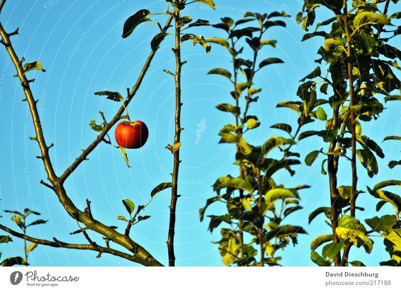 Adams (letzter) Apfel Frucht Ernährung Bioprodukte Natur Pflanze Wolkenloser Himmel Sommer Baum Blatt blau grün rot 1 einzeln Querformat hängend Jahreszeiten