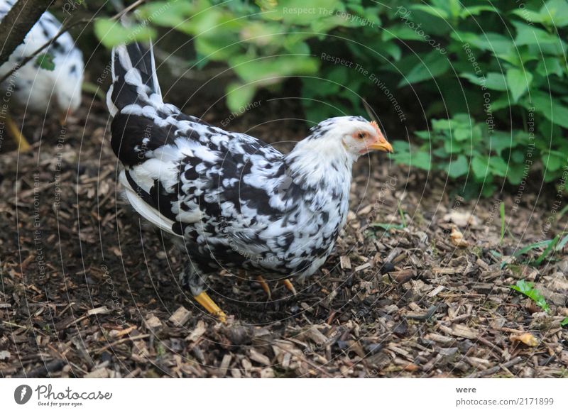 Futtersuche Landwirtschaft Forstwirtschaft Natur Tier Haustier Nutztier Vogel Fressen Bauernhof Ei Flora und Fauna Freilaufendes Huhn Geflügel Hahn Haushuhn