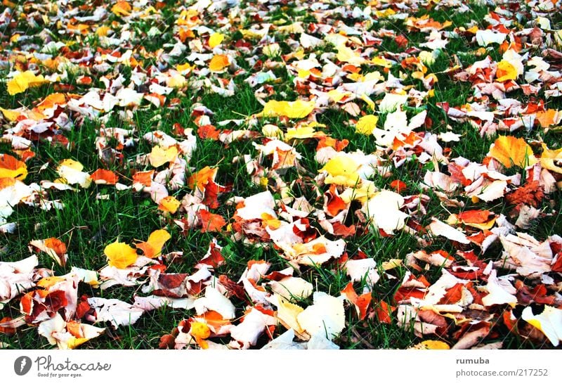 feuilles jaunes Natur Erde Herbst Schönes Wetter Gras Blatt Wiese mehrfarbig gelb grün ruhig Herbstlaub Rasen Jahreszeiten Farbfoto Außenaufnahme Menschenleer