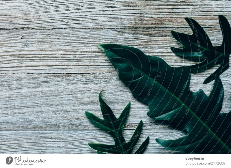 Kreatives Layout aus grünen Blättern Sommer Garten Tisch Kunst Natur Pflanze Baum Blatt Wald Fluggerät Mode Wachstum frisch hell trendy natürlich oben weiß