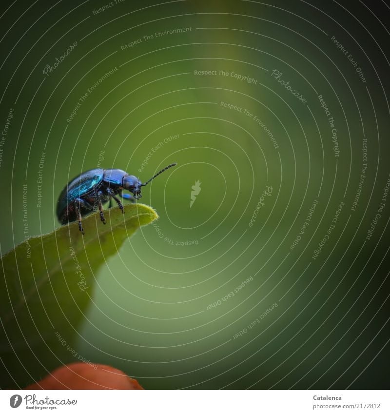 Eine kurze Rast, Himmelblauer Blattkäfer putzt sich auf der Spitze eines Blatts Natur Sommer Pflanze Physalis Garten Käfer Schädlinge 1 Tier beobachten Fressen