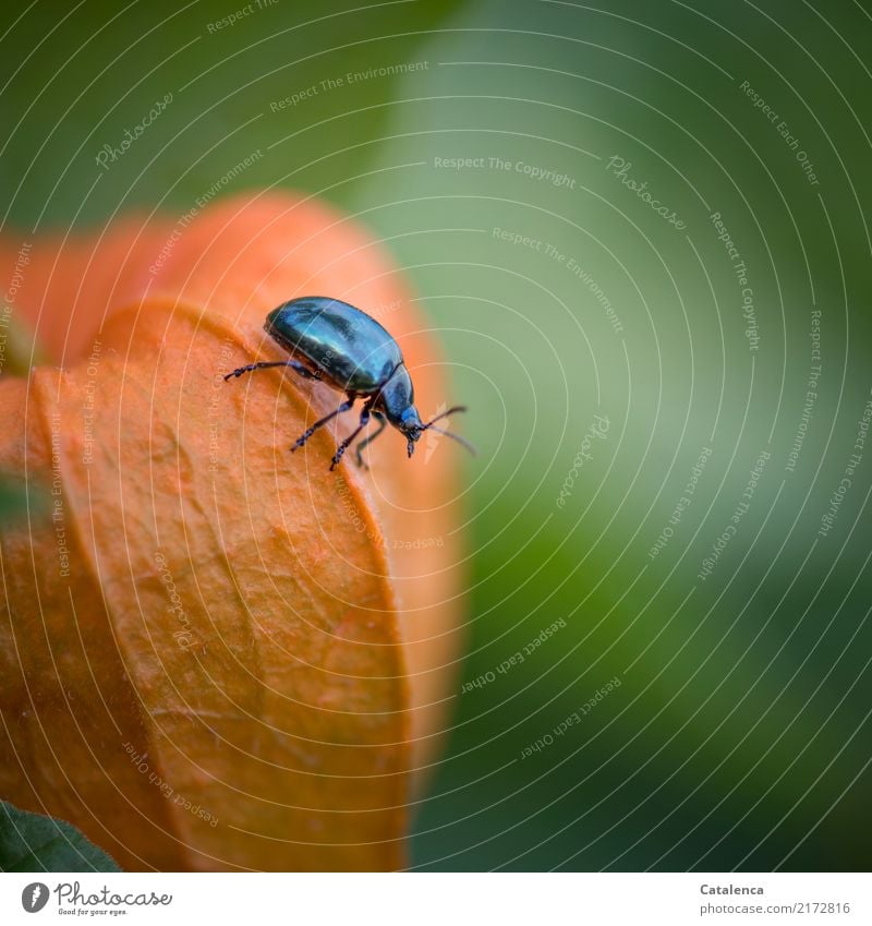 Himmelblauer Blattkäfer krabbelt auf  einer Physalisblüte umher Natur Pflanze Tier Herbst Frucht Garten Käfer 1 krabbeln dehydrieren Wachstum ästhetisch