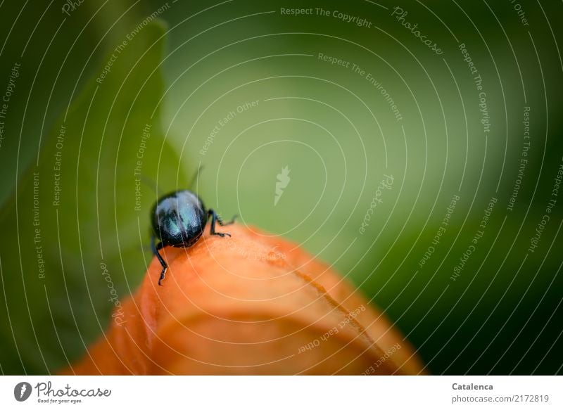 Auf Erkundung, Himmelblauer Blattkäfer auf Physalis Natur Pflanze Tier Garten Käfer Schädlinge 1 krabbeln verblüht Wachstum grün orange schwarz gefährlich