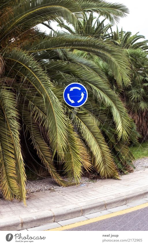 Verkehrsschild, Kreisverkehr mitten in Palmenblättern Pflanze Blatt Grünpflanze exotisch Verkehrswege Verkehrszeichen Zeichen Schilder & Markierungen drehen