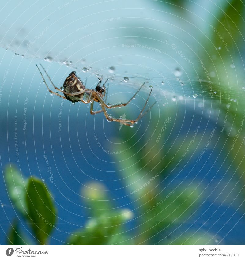 spiderman Natur Pflanze Tier Wasser Wassertropfen schlechtes Wetter Regen Sträucher Spinne festhalten klein blau grün Ausdauer standhaft Netz Spinnennetz