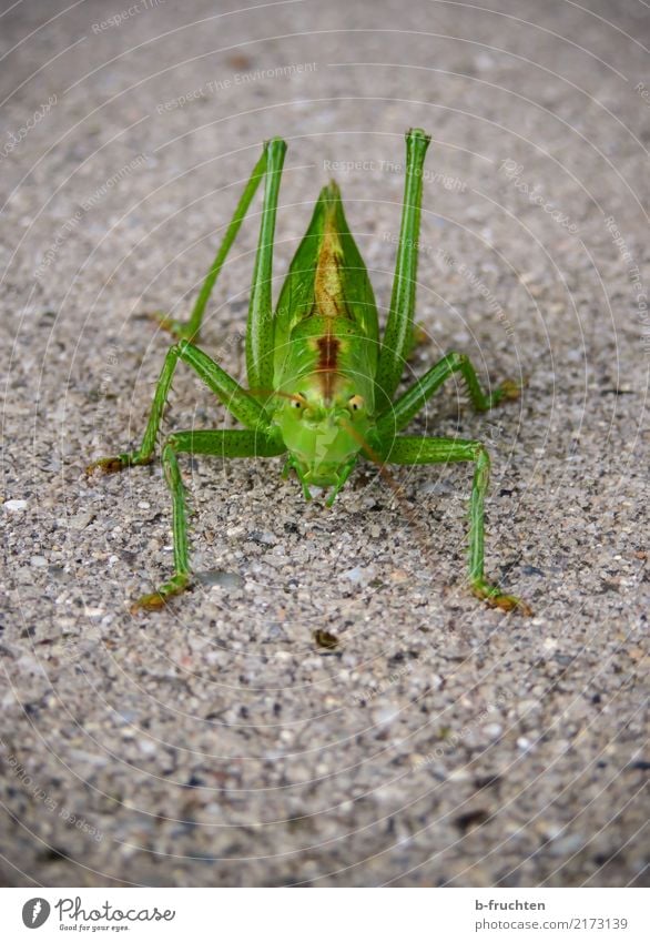 Hallo Du! Straße Tier 1 Blick Aggression ästhetisch grün Heuschrecke Insekt Pflastersteine Boden Fühler Natur Umwelt Farbfoto Detailaufnahme Makroaufnahme