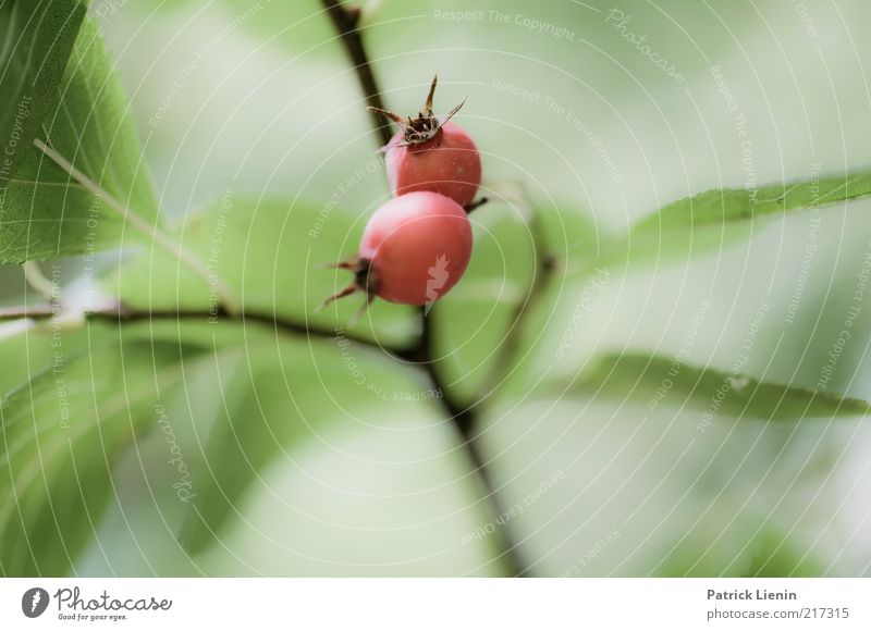 [HH10.1] - wo war das denn? Umwelt Natur Pflanze Herbst Grünpflanze Wildpflanze Frucht Zweig matt grün rot Samen Gedeckte Farben Außenaufnahme Nahaufnahme