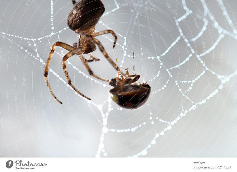 Mahlzeit! Eine Spinne in ihrem Netz, sie hat einen Marienkäfer gefangen Natur Tier Käfer Netzwerk Spinnennetz Ernährung festhalten Fressen krabbeln Aggression