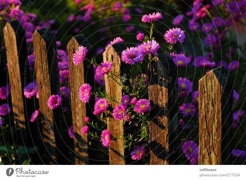 Blumen über'n Gartenzaun 2 Umwelt Natur Pflanze Sommer Herbst Blüte ästhetisch Duft natürlich violett rosa ruhig Leben Zaun Farbfoto mehrfarbig Außenaufnahme