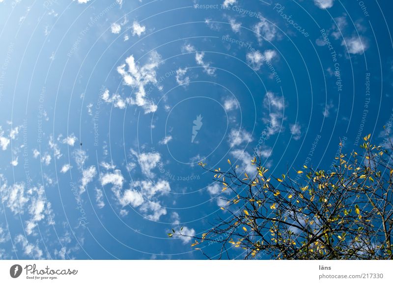 der Herbst geht Umwelt Natur Pflanze Himmel Wolken ästhetisch blau Ast Blatt Abschied Wandel & Veränderung Farbfoto Außenaufnahme Menschenleer