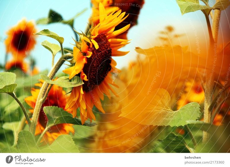 sonne für euch:) Natur Pflanze Himmel Sonne Sommer Schönes Wetter Blume Blatt Blüte Sonnenblume Sonnenblumenfeld Feld Blühend Duft fantastisch schön gelb orange