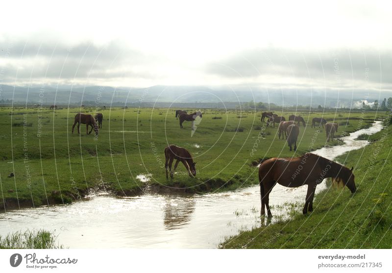 Pferde im Morgenlicht Natur Landschaft Tier Erde Sommer Nebel Gras Wiese Bach Pferdeweide Tiergruppe Herde Erholung träumen positiv wild grün Stimmung
