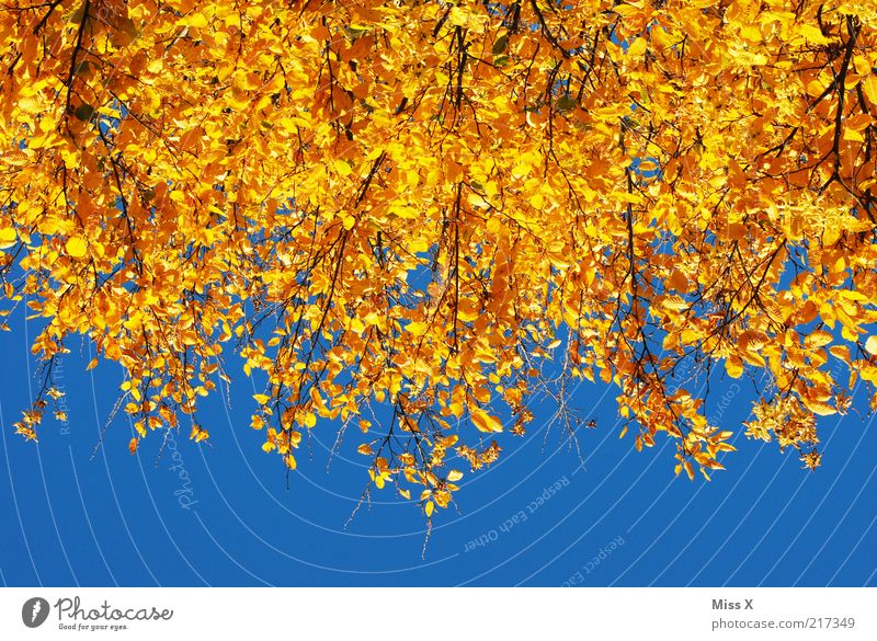 Herbst in Gold Natur Wolkenloser Himmel Schönes Wetter Baum Blatt Wald dehydrieren gelb gold Herbstlaub herbstlich Indian Summer Farbfoto mehrfarbig