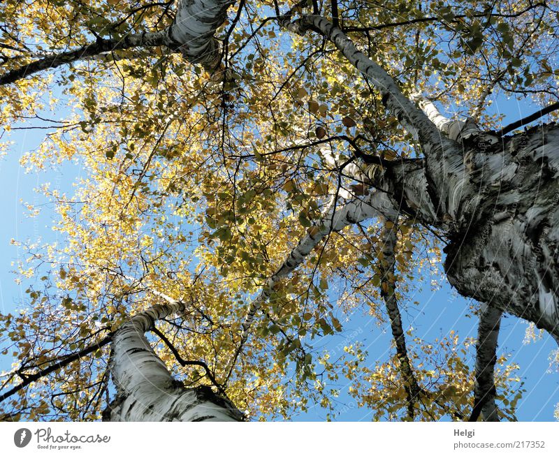 drei Birken... Umwelt Natur Pflanze Himmel Wolkenloser Himmel Herbst Schönes Wetter Blume Blatt Birkenblätter Herbstfärbung Baumstamm Baumrinde Zweig stehen