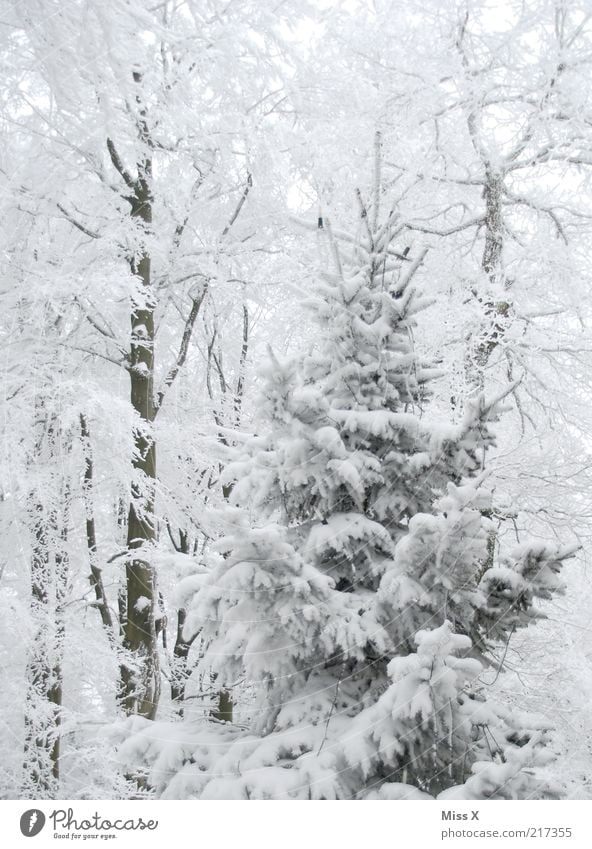 Weihnachtszeit, Weihnachtszeit, schöne Weihnachtszeit Winter Schnee Umwelt Natur Klima Wetter Baum Wald kalt weiß Schneelandschaft Tanne Weihnachtsbaum Farbfoto