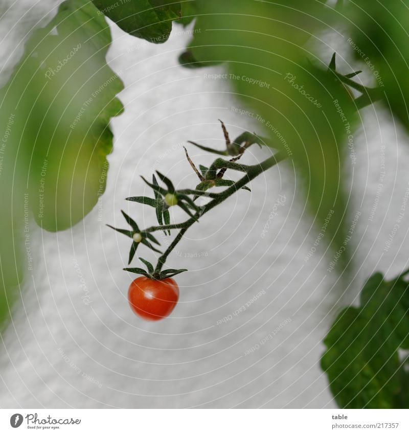 home-grown Lebensmittel Gemüse Tomate Bioprodukte Vegetarische Ernährung Natur Pflanze Sträucher Blatt Nutzpflanze hängen Wachstum ästhetisch lecker grün rot