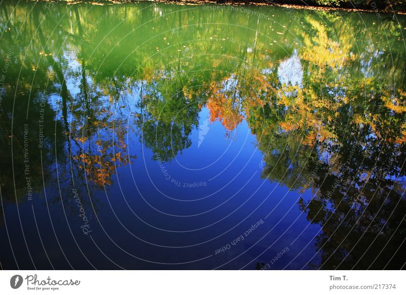 Herbst am Fluß Umwelt Natur Landschaft Pflanze Baum Flussufer Wasser Klima Farbfoto mehrfarbig Außenaufnahme Menschenleer Tag Licht Schatten Kontrast