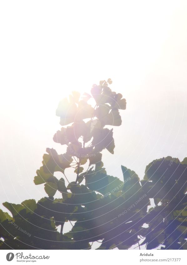 Ginkgo Natur Landschaft Pflanze Sommer Herbst Wetter Wind Baum Blatt atmen Erholung leuchten träumen Wachstum ästhetisch Gesundheit stark weiß Stimmung Kraft