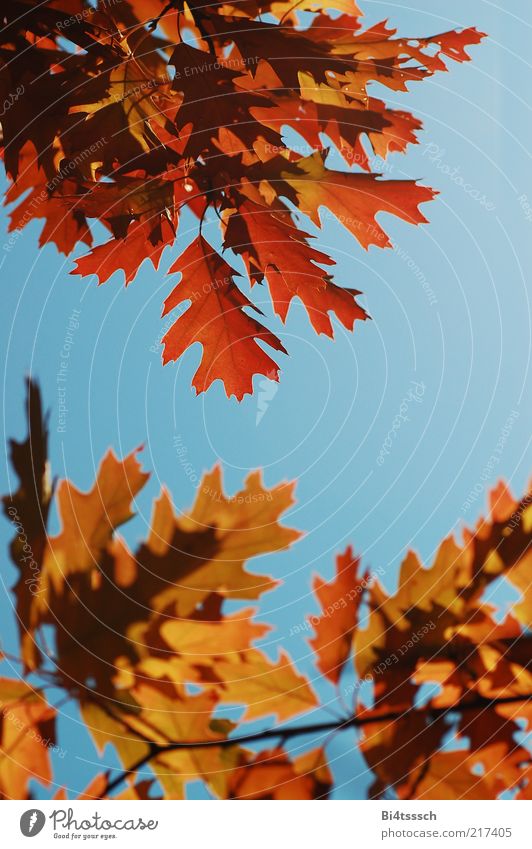 Warmer Herbst II Umwelt Natur Himmel Klimawandel Schönes Wetter Baum schön blau braun gelb rot Farbfoto mehrfarbig Außenaufnahme Tag Menschenleer Eichenblatt