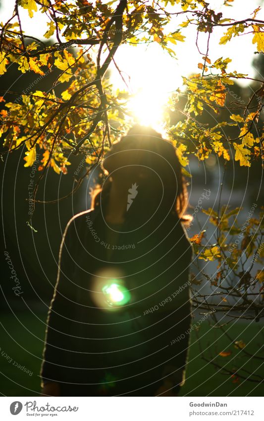 Der Sonne trotzen Mensch feminin Junge Frau Jugendliche Erwachsene 1 18-30 Jahre Umwelt Natur Park atmen Wärme Gefühle Stimmung frei Freiheit Licht Herbst Ast