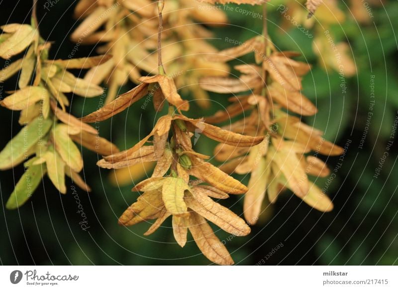 Ginko Glücksbringer Natur ein lizenzfreies Stock Foto