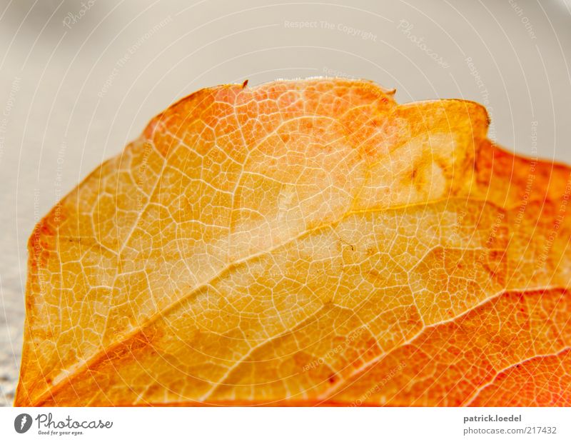 Lifelines Natur Pflanze Herbst Blatt alt dehydrieren ästhetisch gelb Strukturen & Formen Vergänglichkeit gold Farbfoto Innenaufnahme Nahaufnahme Detailaufnahme