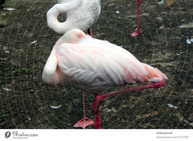 Flamingo schläft Natur Tier 1 schlafen Farbfoto Außenaufnahme Tag kopflos Menschenleer rosa weiß einbeinig Vogel Feder